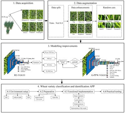 Classification of field wheat varieties based on a lightweight G-PPW-VGG11 model